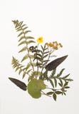 Ξηρά φύλλα της φτέρης, tansy, νεραγκούλα, τριφύλλι, φασκομηλιά, foalfoot στοκ φωτογραφίες Ξηρά φύλλα της φτέρης, tansy, νεραγκούλα, τριφύλλι, φασκομηλιά, foalfoot στοκ φωτογραφίες