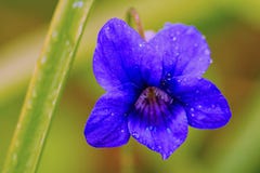 Ξύλινη βιολέτα - Odorata Viola - στην πλήρη άνθιση σε μια δασόβια ρύθμιση στοκ εικόνες Ξύλινη βιολέτα - Odorata Viola - στην πλήρη άνθιση σε μια δασόβια ρύθμιση στοκ εικόνες
