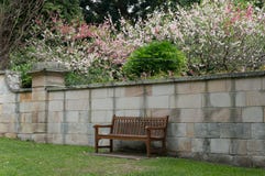 Ξύλινος πάγκος σε έναν κήπο με τα sakuras άνθισης στο υπόβαθρο στοκ φωτογραφία Ξύλινος πάγκος σε έναν κήπο με τα sakuras άνθισης στο υπόβαθρο στοκ φωτογραφία