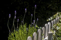 Ξύλινος φράκτης στις εγκαταστάσεις κήπων και lavender στοκ φωτογραφίες με δικαίωμα ελεύθερης χρήσης Ξύλινος φράκτης στις εγκαταστάσεις κήπων και lavender στοκ φωτογραφίες με δικαίωμα ελεύθερης χρήσης