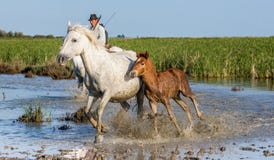Ο αναβάτης στο άλογο βόσκει τα άλογα Camargue στο έλος Στοκ εικόνες με δικαίωμα ελεύθερης χρήσης Ο αναβάτης στο άλογο βόσκει τα άλογα Camargue στο έλος Στοκ εικόνες με δικαίωμα ελεύθερης χρήσης