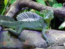 Ο βασιλίσκος Basiliscus plumifrons, πράσινος βασιλίσκος, διπλασιάζει το λοφιοφό στοκ φωτογραφία Ο βασιλίσκος Basiliscus plumifrons, πράσινος βασιλίσκος, διπλασιάζει το λοφιοφό στοκ φωτογραφία