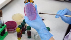 Ο επιστήμονας πραγματοποιεί την έρευνα στο εργαστήριο Βιοτεχνολογίες κλείστε επάνω στοκ εικόνα με δικαίωμα ελεύθερης χρήσης Ο επιστήμονας πραγματοποιεί την έρευνα στο εργαστήριο Βιοτεχνολογίες κλείστε επάνω στοκ εικόνα με δικαίωμα ελεύθερης χρήσης