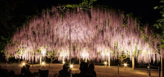 Ο θόλος λουλουδιών ανοικτό μωβ trellis wisteria στην άνθιση τη νύχτα στο πάρκο λουλουδιών Ashikaga, Ashikagashi, Tochigi, Ιαπωνία στοκ εικόνα Ο θόλος λουλουδιών ανοικτό μωβ trellis wisteria στην άνθιση τη νύχτα στο πάρκο λουλουδιών Ashikaga, Ashikagashi, Tochigi, Ιαπωνία στοκ εικόνα