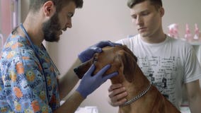 Ο κτηνίατρος εξετάζει τα μάτια ενός thoroughbred σκυλιού Ο κτηνίατρος εξετάζει τα μάτια ενός thoroughbred σκυλιού