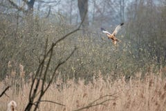 ο κόκκινος ικτίνος κάθεται σε ένα δέντρο ψάχνοντας τα τρόφιμα στοκ εικόνες ο κόκκινος ικτίνος κάθεται σε ένα δέντρο ψάχνοντας τα τρόφιμα στοκ εικόνες