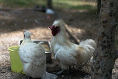 Ο κόκκορας και το θηλυκό κοτόπουλο τρώνε τα τρόφιμα στοκ φωτογραφίες με δικαίωμα ελεύθερης χρήσης Ο κόκκορας και το θηλυκό κοτόπουλο τρώνε τα τρόφιμα στοκ φωτογραφίες με δικαίωμα ελεύθερης χρήσης