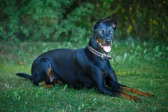 Ο Μαύρος και μαύρισμα Doberman pintcher που βάζουν έξω στοκ φωτογραφία Ο Μαύρος και μαύρισμα Doberman pintcher που βάζουν έξω στοκ φωτογραφία