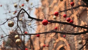 Οδοί που διακοσμούνται πλήρως για τα Χριστούγεννα με τις κόκκινες και χρυσές σφαίρες Χριστουγεννιάτικο δέντρο στην πόλη Σπίτι που απόθεμα βίντεο Οδοί που διακοσμούνται πλήρως για τα Χριστούγεννα με τις κόκκινες και χρυσές σφαίρες Χριστουγεννιάτικο δέντρο στην πόλη Σπίτι που απόθεμα βίντεο