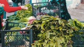 Ο πωλητής στην αγορά πωλεί τα πράσινα στον αγοραστή Μια γυναίκα αγοράζει τα φρέσκα λαχανικά στην αγορά απόθεμα βίντεο Ο πωλητής στην αγορά πωλεί τα πράσινα στον αγοραστή Μια γυναίκα αγοράζει τα φρέσκα λαχανικά στην αγορά απόθεμα βίντεο