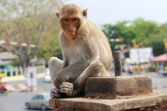 Ο ρήσος μακάκος Macaques ή πίθηκος Bhandar στις οδούς στοκ φωτογραφία με δικαίωμα ελεύθερης χρήσης Ο ρήσος μακάκος Macaques ή πίθηκος Bhandar στις οδούς στοκ φωτογραφία με δικαίωμα ελεύθερης χρήσης