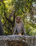 Ο τέλειος πίθηκος θέτει στοκ εικόνες Ο τέλειος πίθηκος θέτει στοκ εικόνες