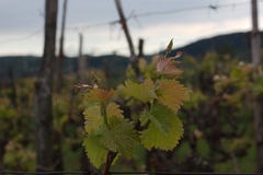 Ο χρόνος αμπέλων την άνοιξη, Vitis - vinifera Λ στοκ εικόνες Ο χρόνος αμπέλων την άνοιξη, Vitis - vinifera Λ στοκ εικόνες