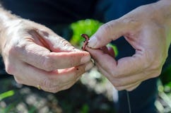 Ο ψαράς βάζει το σκουλήκι στο γάντζο στοκ εικόνα με δικαίωμα ελεύθερης χρήσης Ο ψαράς βάζει το σκουλήκι στο γάντζο στοκ εικόνα με δικαίωμα ελεύθερης χρήσης