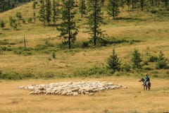 Οι Tuvan ποιμένες στην πλάτη αλόγου βόσκουν ένα κοπάδι των προβάτων στοκ εικόνα Οι Tuvan ποιμένες στην πλάτη αλόγου βόσκουν ένα κοπάδι των προβάτων στοκ εικόνα