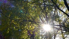 Οι θερμές ακτίνες ήλιων ` s κάνουν τον τρόπο τους μέσω του φυλλώματος μια ημέρα φθινοπώρου Οι θερμές ακτίνες ήλιων ` s κάνουν τον τρόπο τους μέσω του φυλλώματος μια ημέρα φθινοπώρου