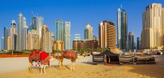 Οι καμήλες στην παραλία Jumeirah και ουρανοξύστες στο backround στο Ντουμπάι στοκ εικόνες Οι καμήλες στην παραλία Jumeirah και ουρανοξύστες στο backround στο Ντουμπάι στοκ εικόνες