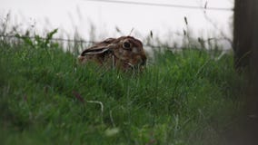 Οι καφετιοί λαγοί, europaeus Lepus, συνεδρίαση, που κρύβουν στη μακριά χλόη το καλοκαίρι, Ιούνιος στο α στο εθνικό πάρκο cairngor απόθεμα βίντεο Οι καφετιοί λαγοί, europaeus Lepus, συνεδρίαση, που κρύβουν στη μακριά χλόη το καλοκαίρι, Ιούνιος στο α στο εθνικό πάρκο cairngor απόθεμα βίντεο