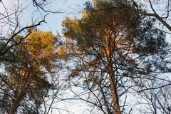 Οι κορυφές των δασικών πεύκων στις ακτίνες του ηλιοβασιλέματος στοκ φωτογραφίες Οι κορυφές των δασικών πεύκων στις ακτίνες του ηλιοβασιλέματος στοκ φωτογραφίες