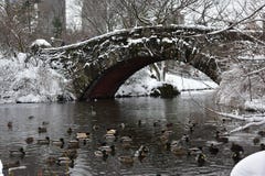 Οι πάπιες που κολυμπούν στη λίμνη στο Central Park κατά τη διάρκεια του χιονιού μαίνονται Niko Μανχάταν, πόλη της Νέας Υόρκης στοκ εικόνες Οι πάπιες που κολυμπούν στη λίμνη στο Central Park κατά τη διάρκεια του χιονιού μαίνονται Niko Μανχάταν, πόλη της Νέας Υόρκης στοκ εικόνες