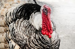 Οι όμορφες άγριες γαλοπούλες κλείνουν αυξημένος με πλούσια κόκκινα wattles στοκ εικόνα με δικαίωμα ελεύθερης χρήσης Οι όμορφες άγριες γαλοπούλες κλείνουν αυξημένος με πλούσια κόκκινα wattles στοκ εικόνα με δικαίωμα ελεύθερης χρήσης