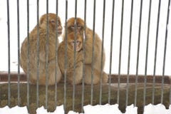 Οικογένεια του ιαπωνικού macaque στοκ φωτογραφία Οικογένεια του ιαπωνικού macaque στοκ φωτογραφία