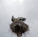 Οικογένεια των πελαργών στη φωλιά στοκ εικόνες Οικογένεια των πελαργών στη φωλιά στοκ εικόνες
