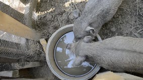 Οικογενειακό πόσιμο νερό χοίρων από το κύπελλο στο αγροτικό αγροτικό ναυπηγείο, νέα βιετναμέζικη piggy τροφή στην παραδοσιακή αυλ απόθεμα βίντεο Οικογενειακό πόσιμο νερό χοίρων από το κύπελλο στο αγροτικό αγροτικό ναυπηγείο, νέα βιετναμέζικη piggy τροφή στην παραδοσιακή αυλ απόθεμα βίντεο