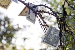 οικονομική επιτυχία έννοιας αναπτύσσει τα δέντρα χρημάτων στοκ φωτογραφία οικονομική επιτυχία έννοιας αναπτύσσει τα δέντρα χρημάτων στοκ φωτογραφία