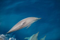 Ομάδα δελφινιών Bottlenose στοκ φωτογραφία με δικαίωμα ελεύθερης χρήσης Ομάδα δελφινιών Bottlenose στοκ φωτογραφία με δικαίωμα ελεύθερης χρήσης