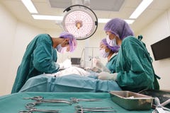 Ομάδα κτηνιατρικής χειρουργικής επέμβασης στο δωμάτιο λειτουργίας Ομάδα κτηνιατρικής χειρουργικής επέμβασης στο δωμάτιο λειτουργίας