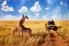 Ομάδα άγρια giraffes στην αφρικανική σαβάνα ενάντια στο μπλε ουρανό με τα σύννεφα κοντά στο δρόμο Τανζανία στοκ εικόνα Ομάδα άγρια giraffes στην αφρικανική σαβάνα ενάντια στο μπλε ουρανό με τα σύννεφα κοντά στο δρόμο Τανζανία στοκ εικόνα
