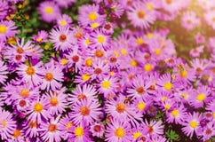 Ομάδα αλπικού αστέρα Alpinus asters Όμορφο φυσικό σκηνικό στοκ φωτογραφίες Ομάδα αλπικού αστέρα Alpinus asters Όμορφο φυσικό σκηνικό στοκ φωτογραφίες