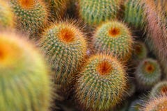 Ομάδα κάκτων με τα μακροχρόνια, λεπτά prickles, πυκνά αλσύλλια του κάκτου, στοκ φωτογραφία με δικαίωμα ελεύθερης χρήσης Ομάδα κάκτων με τα μακροχρόνια, λεπτά prickles, πυκνά αλσύλλια του κάκτου, στοκ φωτογραφία με δικαίωμα ελεύθερης χρήσης