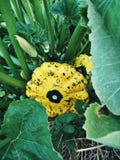 Οργανική κίτρινη pattypan ανάπτυξη κολοκύνθης στον κήπο στοκ φωτογραφίες Οργανική κίτρινη pattypan ανάπτυξη κολοκύνθης στον κήπο στοκ φωτογραφίες