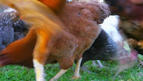 οργανικό αγρόκτημα κοτόπουλου, εσωτερικός τομέας καλλιέργειας ζωικού κεφαλαίου νεοσσών, πράσινη χλόη φιλμ μικρού μήκους οργανικό αγρόκτημα κοτόπουλου, εσωτερικός τομέας καλλιέργειας ζωικού κεφαλαίου νεοσσών, πράσινη χλόη φιλμ μικρού μήκους