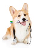 Ουαλλέζικο κουτάβι Corgi Pembroke με μια οδοντόβουρτσα και στηθοσκόπιο στο λευκό στοκ εικόνα Ουαλλέζικο κουτάβι Corgi Pembroke με μια οδοντόβουρτσα και στηθοσκόπιο στο λευκό στοκ εικόνα