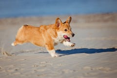 Ουαλλέζικο σκυλί ζακετών corgi που τρέχει σε μια παραλία στοκ εικόνα με δικαίωμα ελεύθερης χρήσης Ουαλλέζικο σκυλί ζακετών corgi που τρέχει σε μια παραλία στοκ εικόνα με δικαίωμα ελεύθερης χρήσης