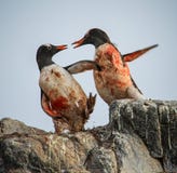 Πάλη Penguins Gentoo, Ανταρκτική στοκ εικόνες με δικαίωμα ελεύθερης χρήσης Πάλη Penguins Gentoo, Ανταρκτική στοκ εικόνες με δικαίωμα ελεύθερης χρήσης
