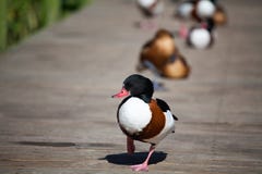 Πάπιες tadorna Tadorna ή shelduck με το κόκκινο ράμφος και το άσπρο μαύρο καφετί φτέρωμα στην πράσινη χλόη και ξύλινο στενό επάνω στοκ φωτογραφία με δικαίωμα ελεύθερης χρήσης Πάπιες tadorna Tadorna ή shelduck με το κόκκινο ράμφος και το άσπρο μαύρο καφετί φτέρωμα στην πράσινη χλόη και ξύλινο στενό επάνω στοκ φωτογραφία με δικαίωμα ελεύθερης χρήσης