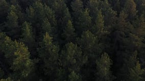 Πέταγμα πέρα από ένα απέραντο πολύβλαστο πράσινο πεύκο και κομψές κορυφές δέντρων στο δάσος απόθεμα βίντεο Πέταγμα πέρα από ένα απέραντο πολύβλαστο πράσινο πεύκο και κομψές κορυφές δέντρων στο δάσος απόθεμα βίντεο