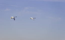 Πέταγμα δύο κύκνων trumpeter υψηλό πέρα από έναν δίκαιο μπλε ουρανό, backgrou στοκ εικόνα με δικαίωμα ελεύθερης χρήσης Πέταγμα δύο κύκνων trumpeter υψηλό πέρα από έναν δίκαιο μπλε ουρανό, backgrou στοκ εικόνα με δικαίωμα ελεύθερης χρήσης