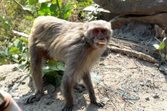 Πίθηκος ή simians στάση στοκ εικόνες Πίθηκος ή simians στάση στοκ εικόνες