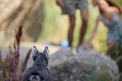 Πίσω του όμορφου σκυλιού zwergschnauzer στην πράσινη χλόη και των πορφυρών λουλουδιών στο φαράγγι Εξέταση τους ιδιοκτήτες σκυλιών στοκ εικόνα Πίσω του όμορφου σκυλιού zwergschnauzer στην πράσινη χλόη και των πορφυρών λουλουδιών στο φαράγγι Εξέταση τους ιδιοκτήτες σκυλιών στοκ εικόνα