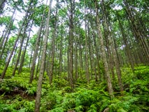 Παγκόσμια κληρονομιά δασικό Kumano Kodo στην Ιαπωνία το Μάιο στοκ εικόνες με δικαίωμα ελεύθερης χρήσης Παγκόσμια κληρονομιά δασικό Kumano Kodo στην Ιαπωνία το Μάιο στοκ εικόνες με δικαίωμα ελεύθερης χρήσης