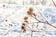 Παγωμένη χλόη burdock στο χιονώδες δάσος, κρύος καιρός το ηλιόλουστο πρωί στοκ φωτογραφίες με δικαίωμα ελεύθερης χρήσης Παγωμένη χλόη burdock στο χιονώδες δάσος, κρύος καιρός το ηλιόλουστο πρωί στοκ φωτογραφίες με δικαίωμα ελεύθερης χρήσης