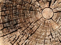 παλαιό δάσος δέντρων σύστασης δαχτυλιδιών