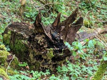 Παλαιό σάπιο δέντρο που lloks όπως ένα Triceratops στοκ εικόνες Παλαιό σάπιο δέντρο που lloks όπως ένα Triceratops στοκ εικόνες