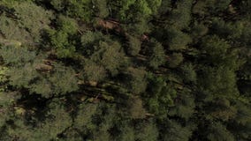 Πανοραμική θέα του όμορφου πράσινου δασικού εναέριου πυροβολισμού : Η κάμερα πετά πέρα από το κωνοφόρο δάσος απόθεμα βίντεο Πανοραμική θέα του όμορφου πράσινου δασικού εναέριου πυροβολισμού : Η κάμερα πετά πέρα από το κωνοφόρο δάσος απόθεμα βίντεο