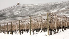 Πανόραμα αμπελώνων χειμερινού Barolo Εικόνα χρώματος στοκ φωτογραφία Πανόραμα αμπελώνων χειμερινού Barolo Εικόνα χρώματος στοκ φωτογραφία